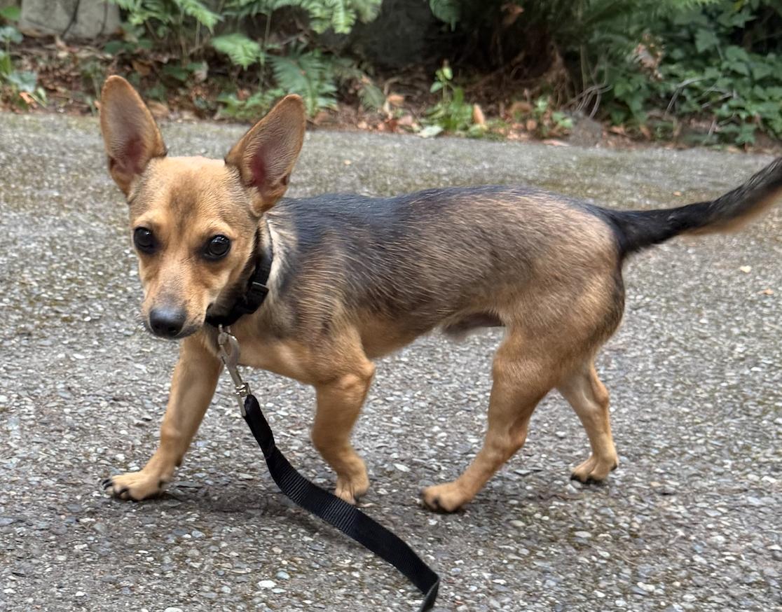 Enlarge Ziggy, an adopted mixed breed in Puyallup, WA image 4/4