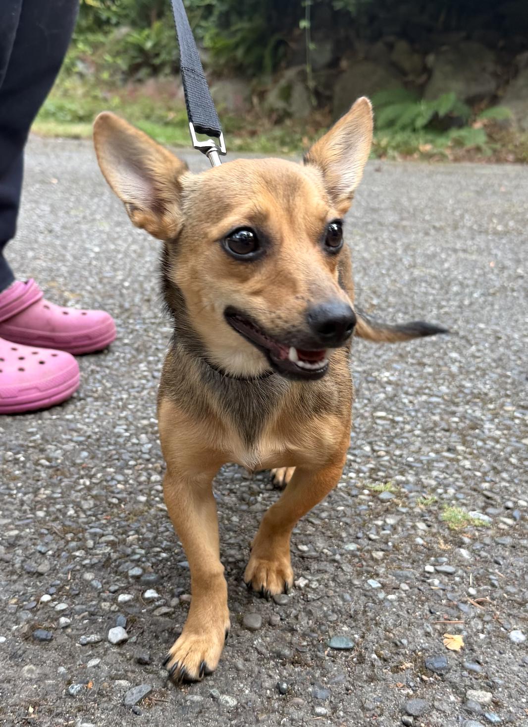 Enlarge Ziggy, an adopted mixed breed in Puyallup, WA image 2/4