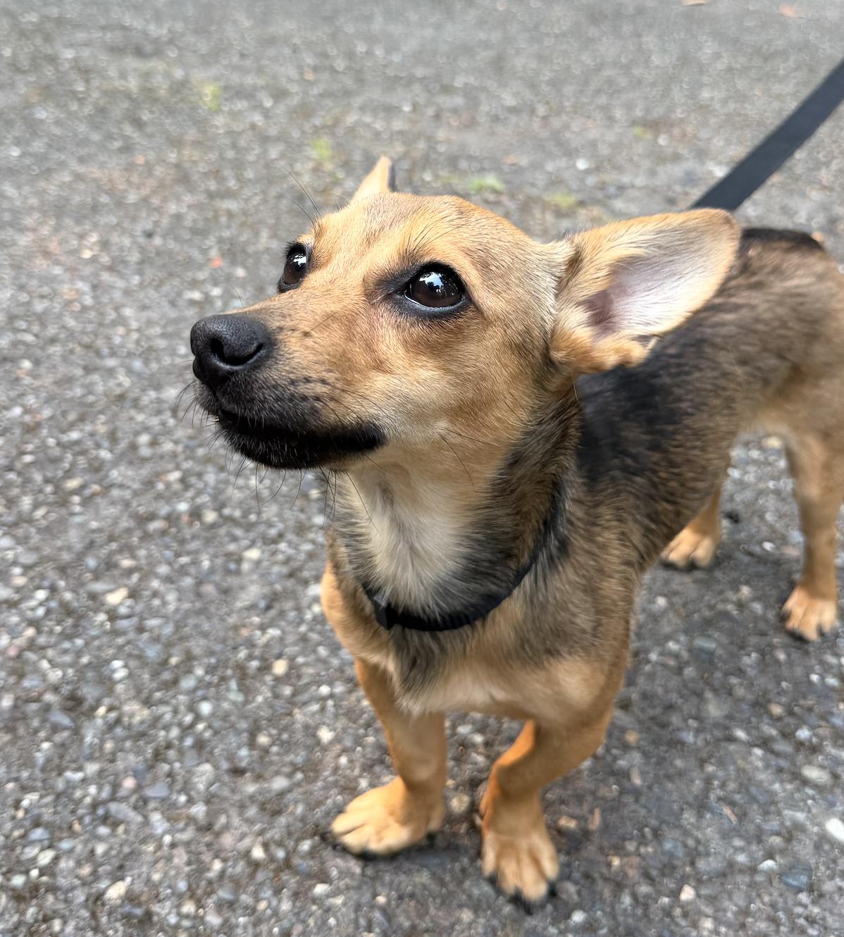 Ziggy, adopted, Puppy Male Chiweenie & Corgi.