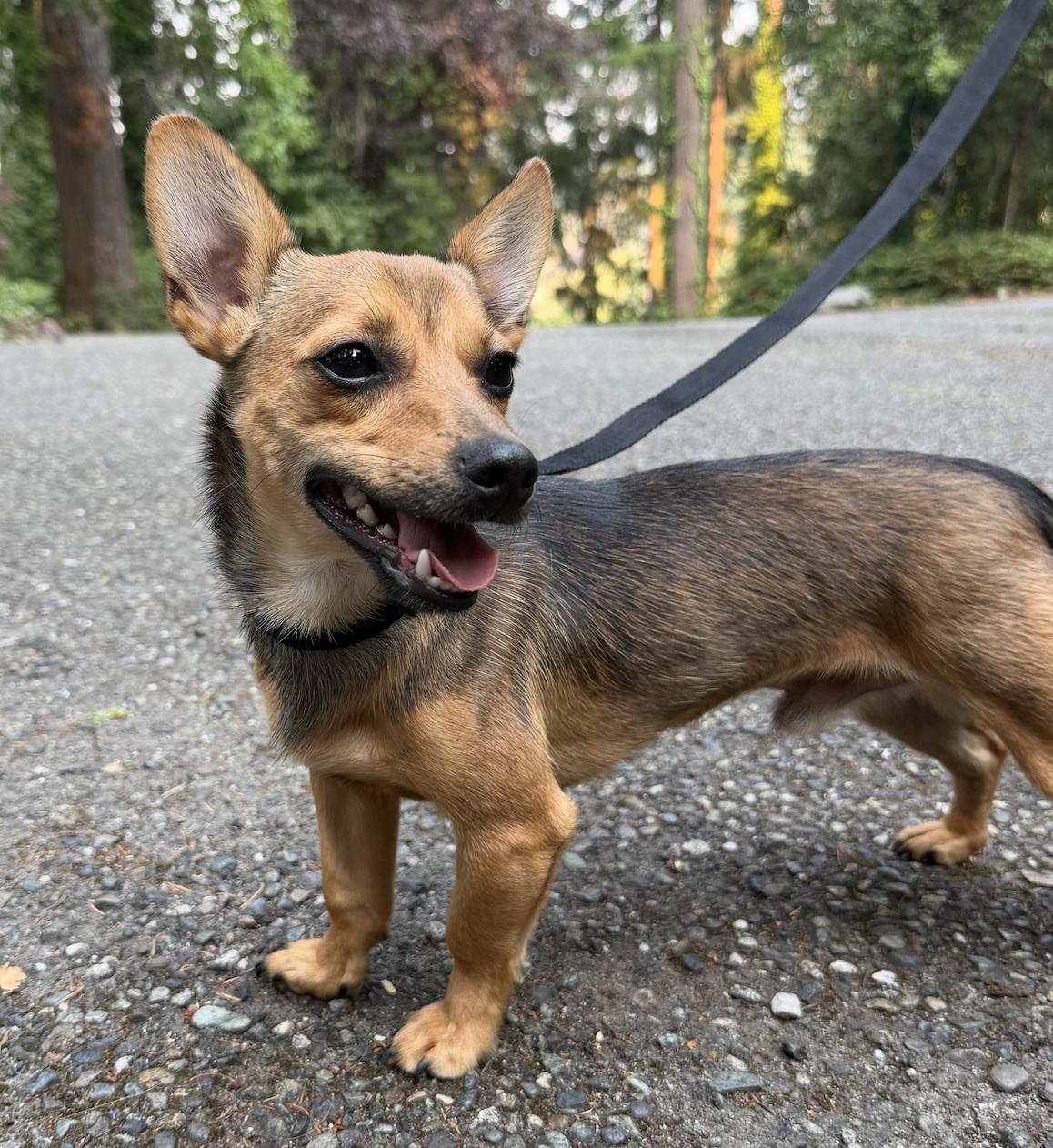 Enlarge Ziggy, an adopted mixed breed in Puyallup, WA image 3/4