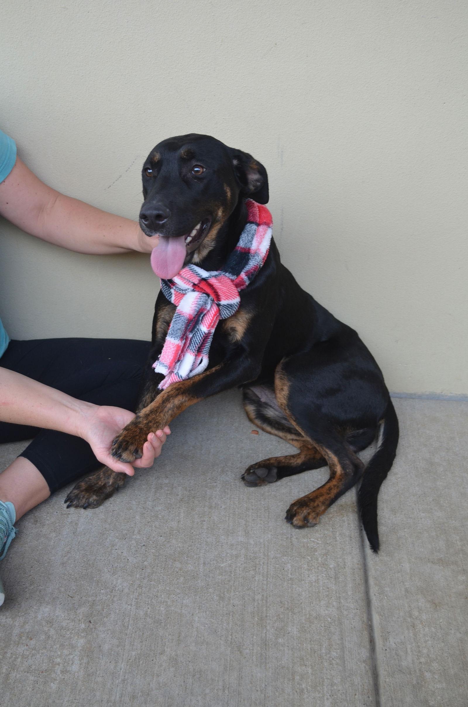 Linden, Adoptable, Young Female Labrador Retriever.