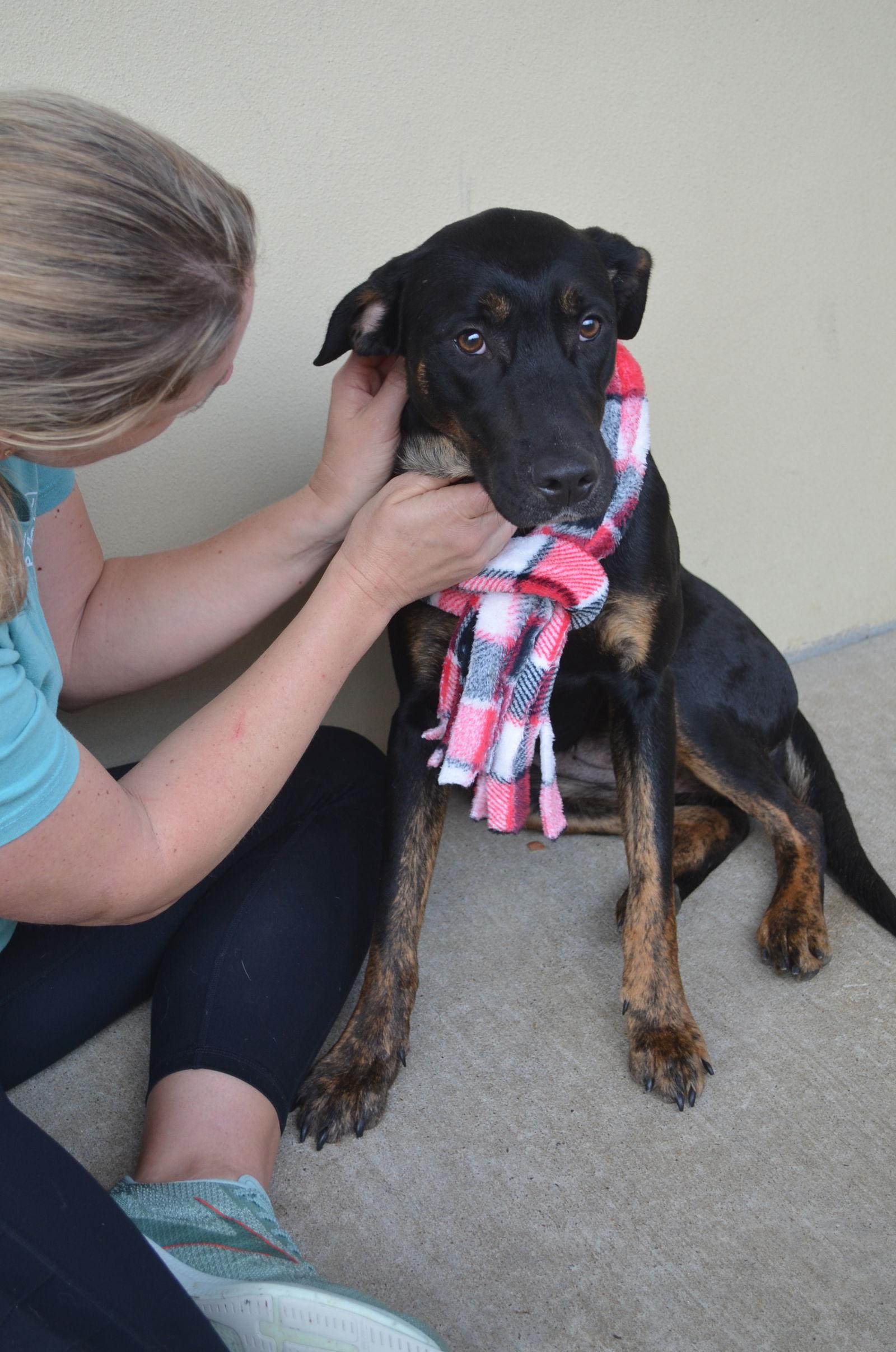 Enlarge Linden, a Adoptable Labrador Retriever in McKinney, TX image 2/3