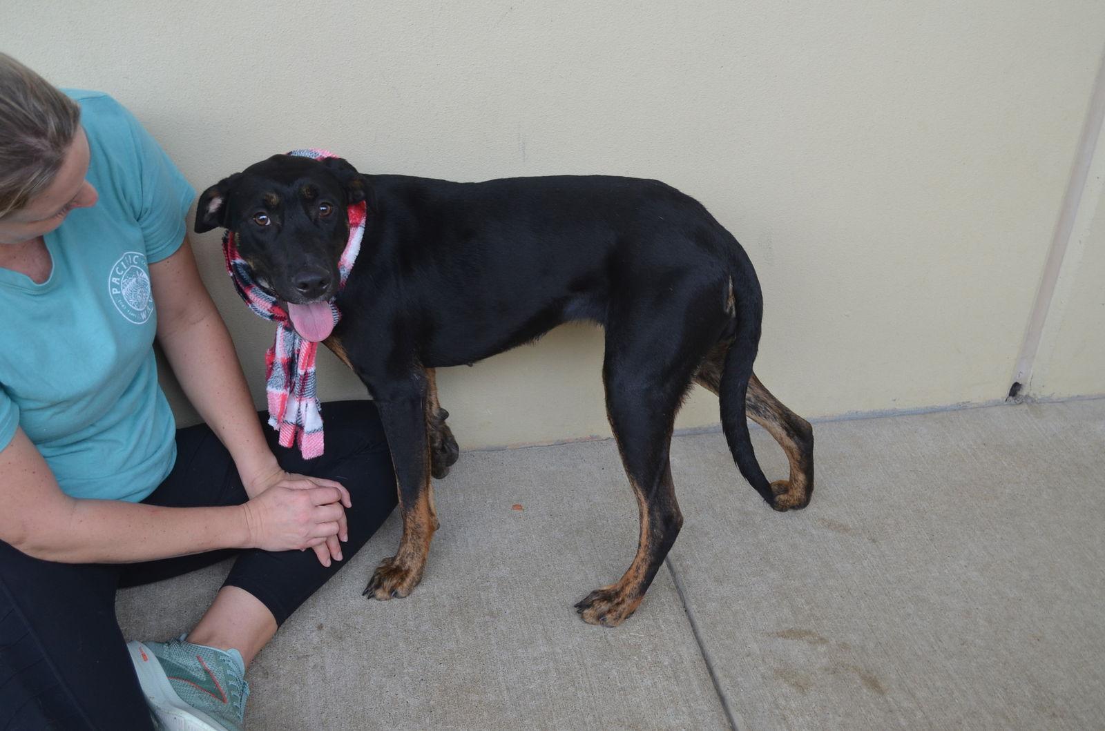Enlarge Linden, a Adoptable Labrador Retriever in McKinney, TX image 3/3