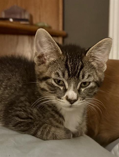 MARTY, Adoptable, Kitten Male Domestic Short Hair.