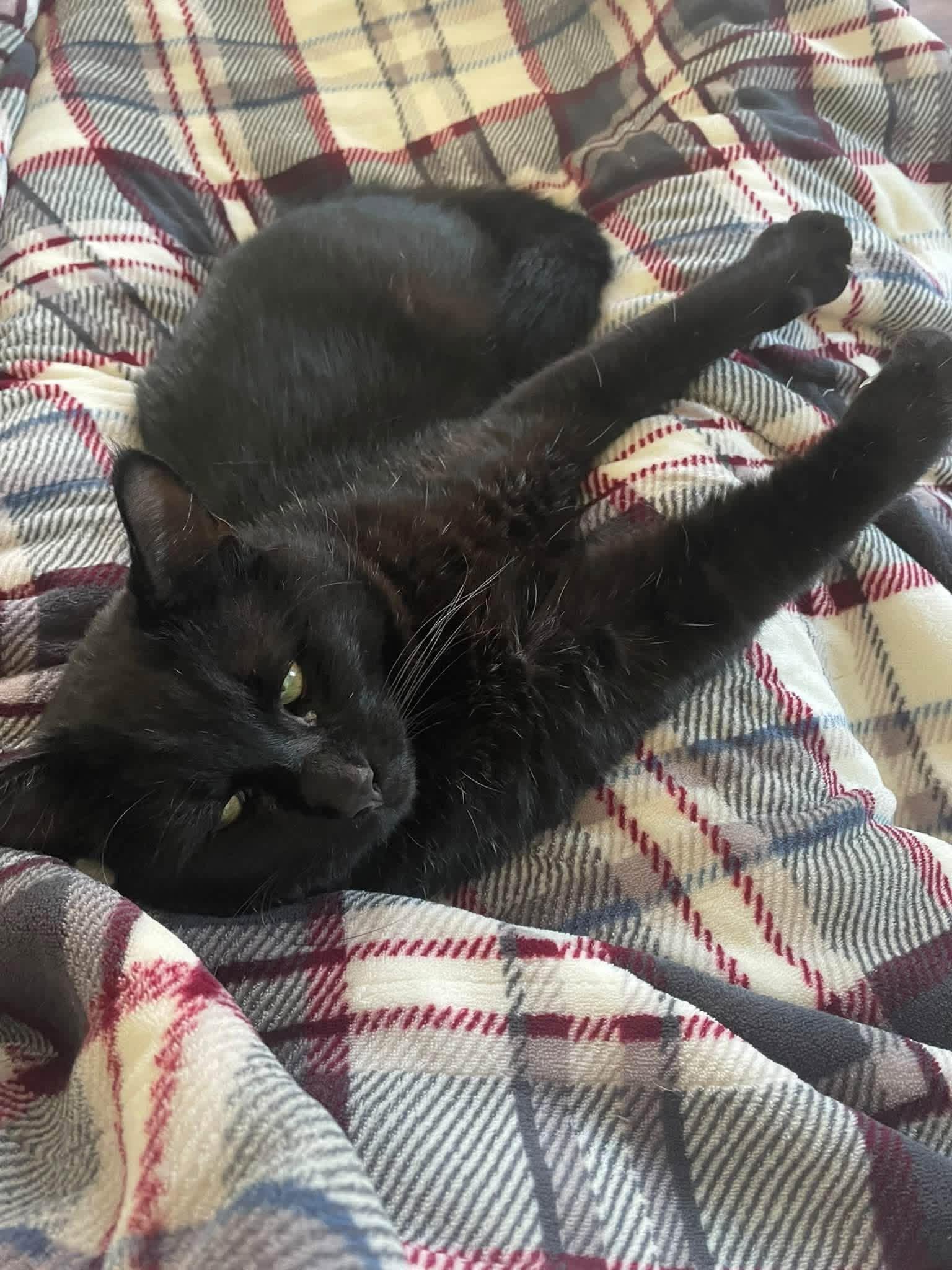 Enlarge Cole, a Adoptable Domestic Short Hair in Enfield, CT image 1/3