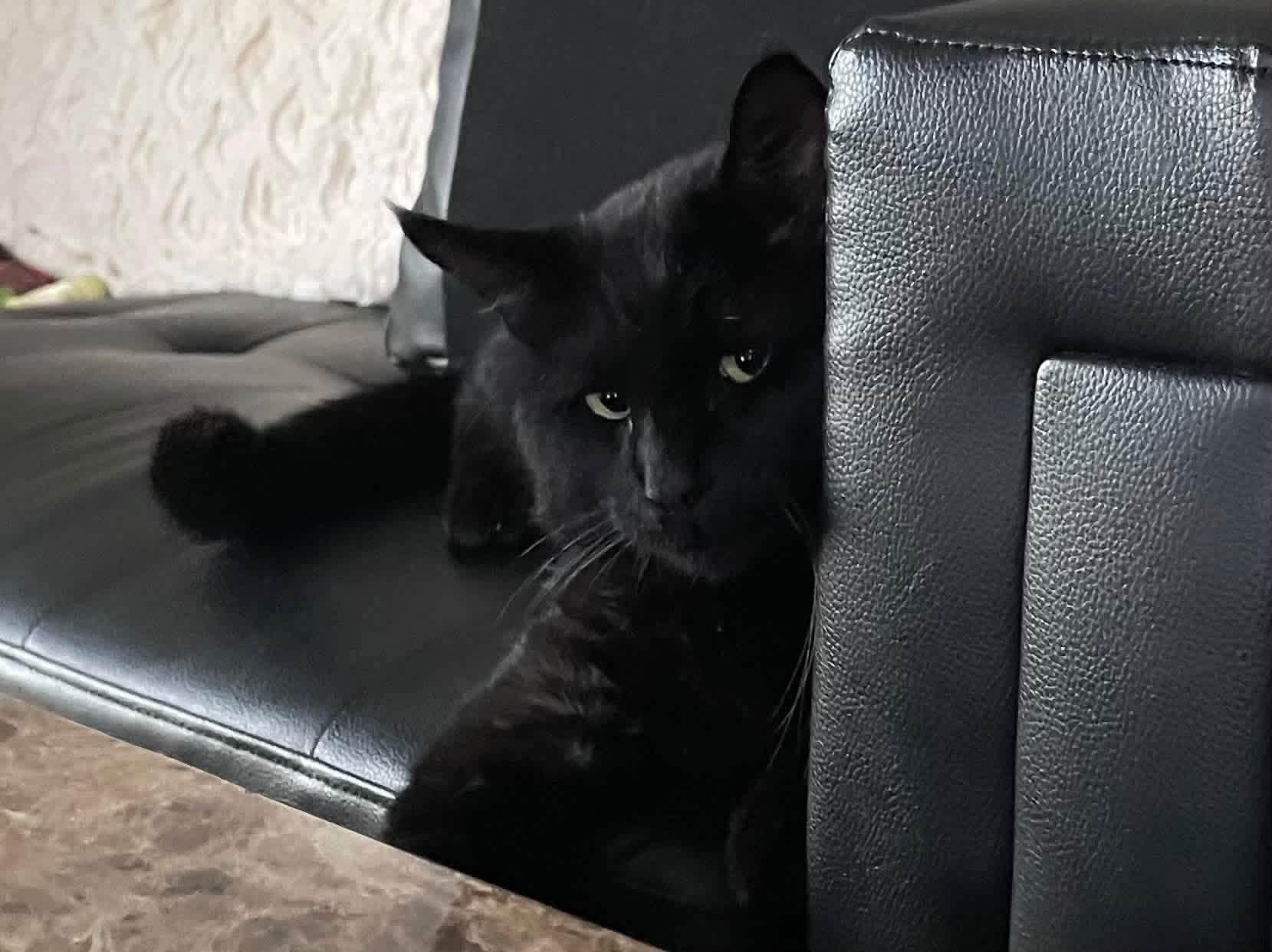 Enlarge Cole, a Adoptable Domestic Short Hair in Enfield, CT image 2/3