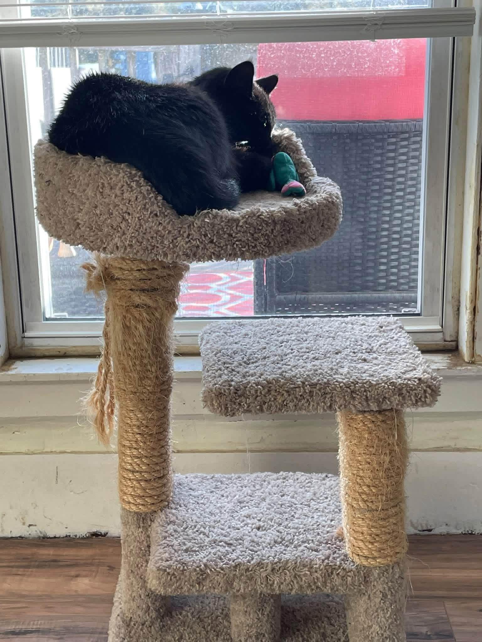 Enlarge Cole, a Adoptable Domestic Short Hair in Enfield, CT image 3/3