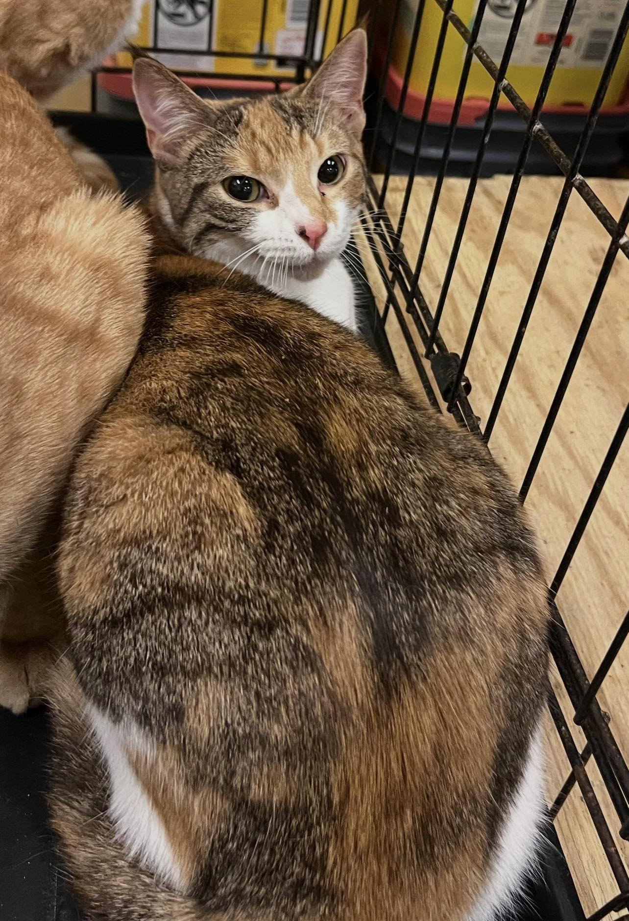 Enlarge Whimsy, a Adoptable Domestic Short Hair in Pryor, OK image 1/1