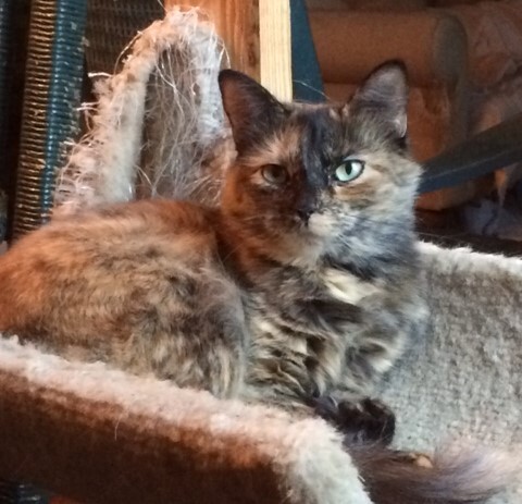 Evie, a Adoptable mixed breed in Mobile, AL image 3/3