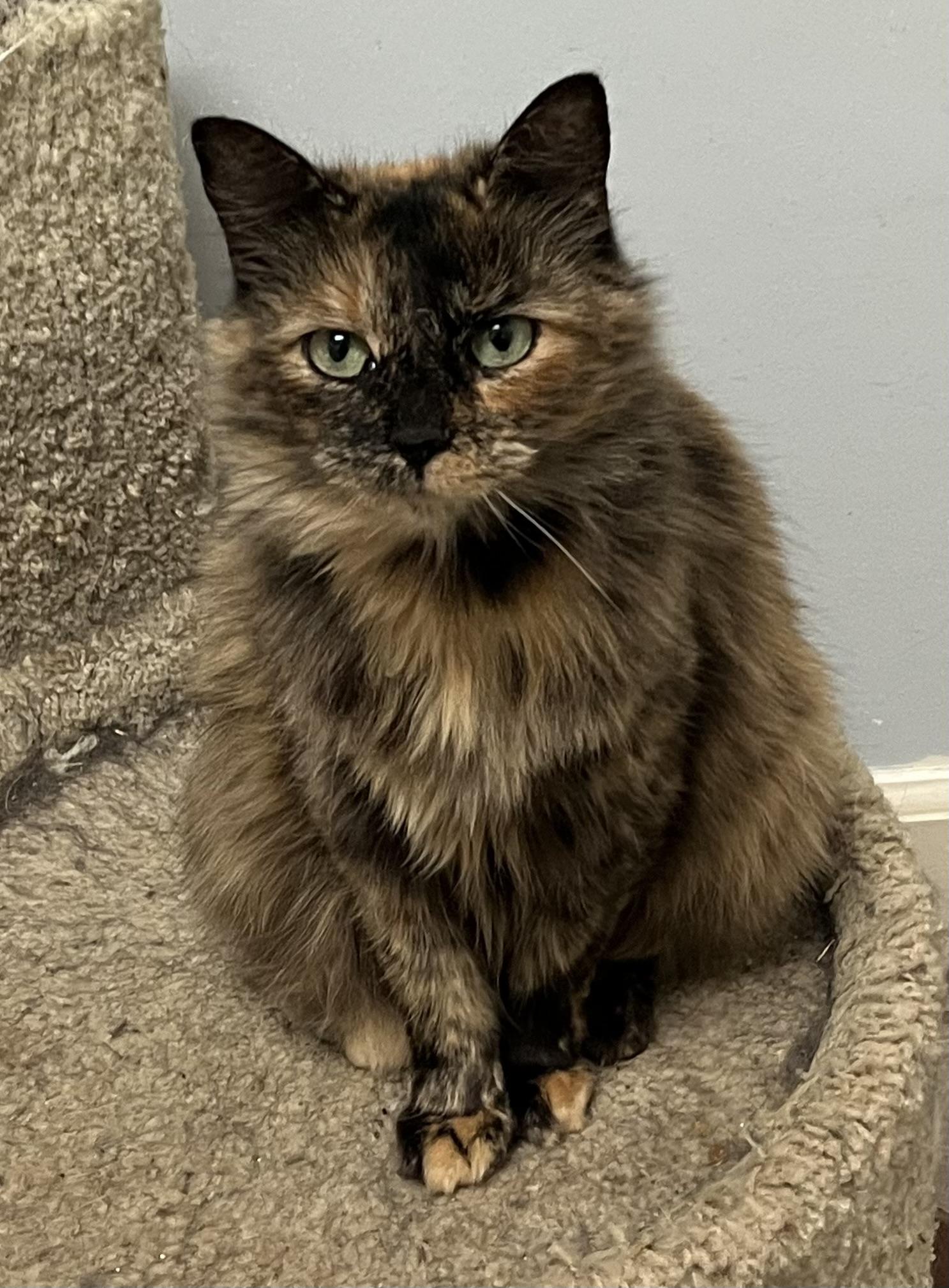 Evie, a Adoptable mixed breed in Mobile, AL image 1/3