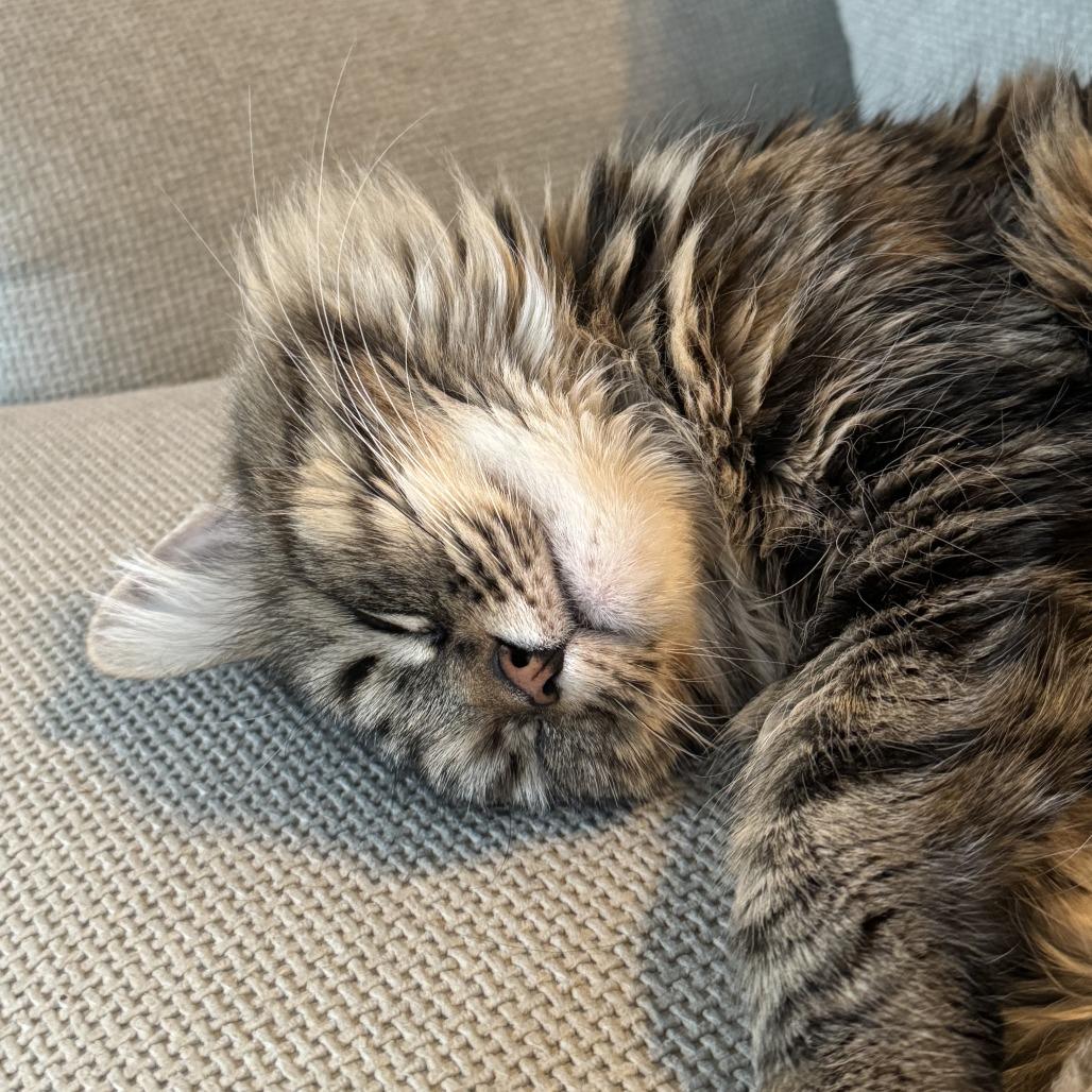 Enlarge Gaya, a Adoptable Domestic Medium Hair in Philadelphia, PA image 1/6