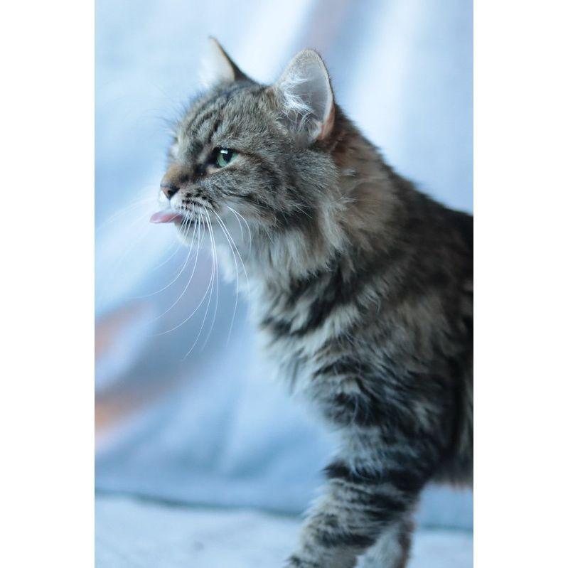 Enlarge Gaya, a Adoptable Domestic Medium Hair in Philadelphia, PA image 2/6