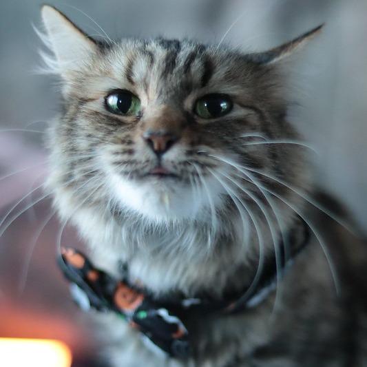 Enlarge Gaya, a Adoptable Domestic Medium Hair in Philadelphia, PA image 5/6