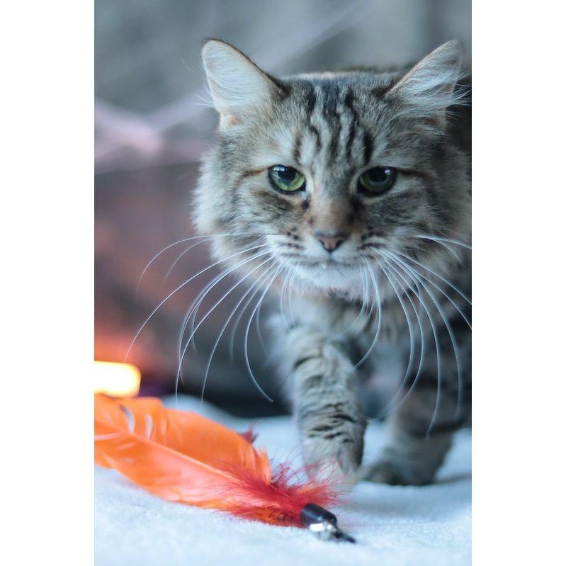 Enlarge Gaya, a Adoptable Domestic Medium Hair in Philadelphia, PA image 6/6