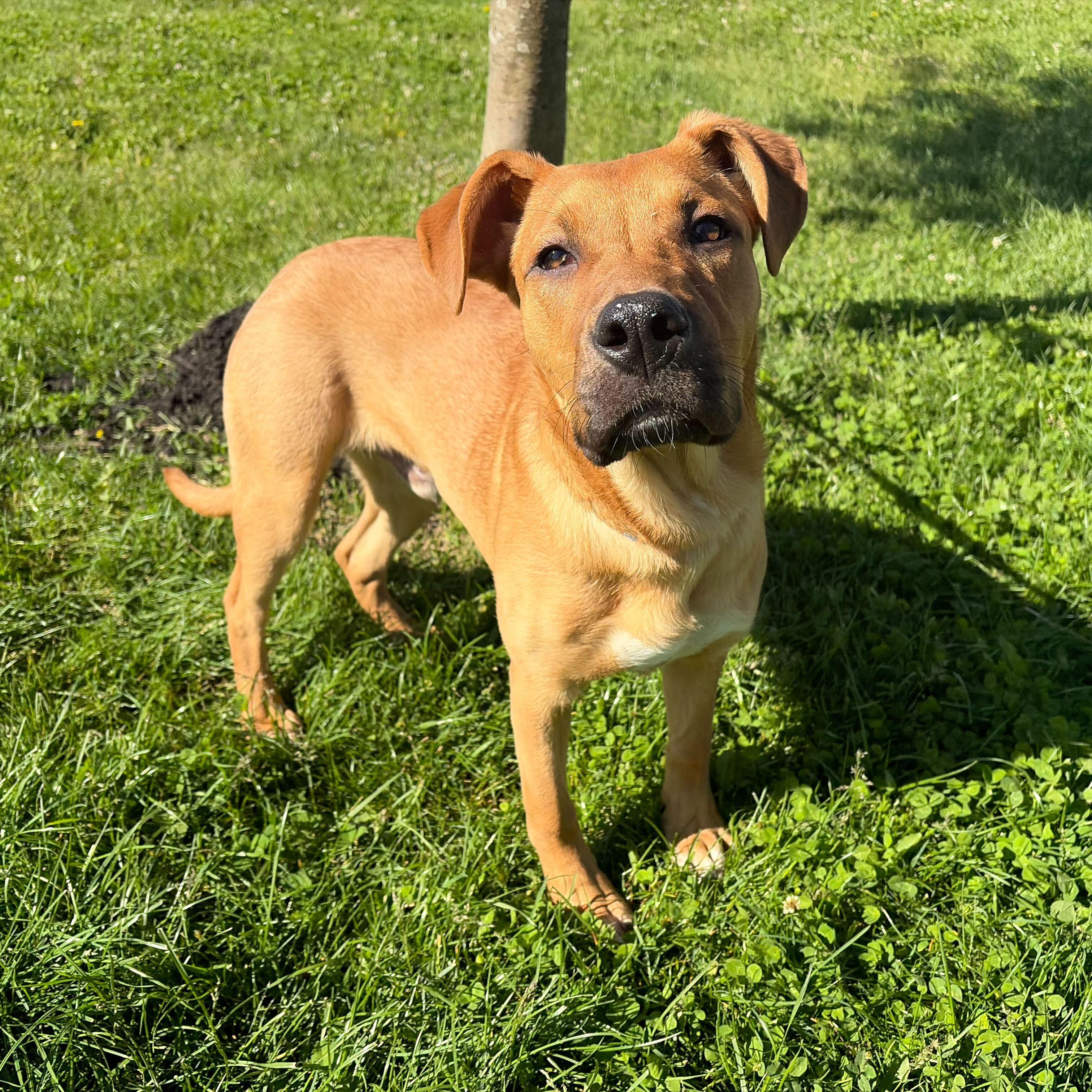 Enlarge Wake Board, a Adoptable Mixed Breed in Canal Winchester, OH image 2/6