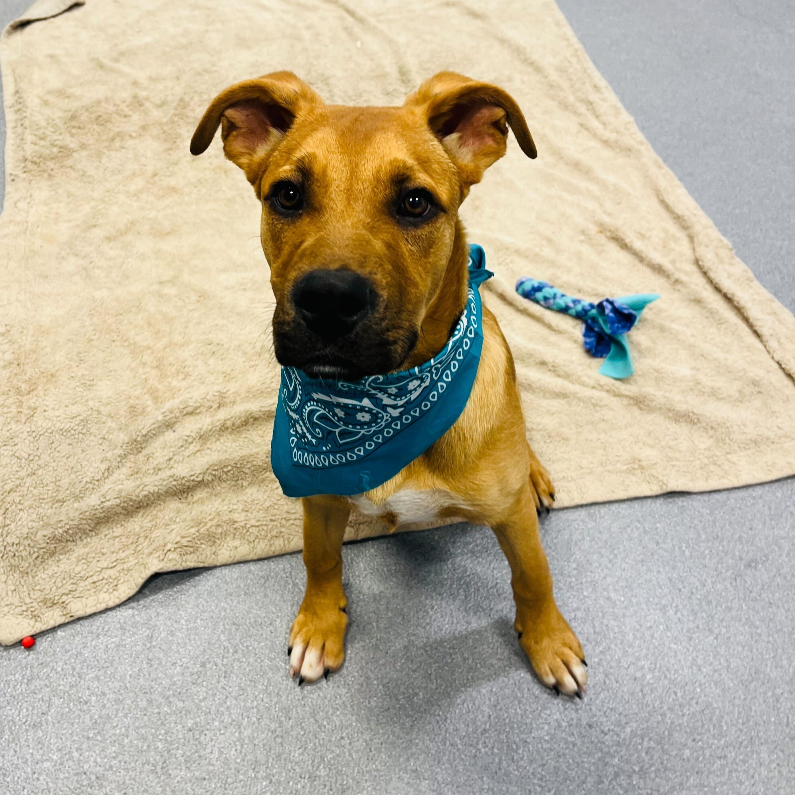 Enlarge Wakko, a Adoptable Mixed Breed in Canal Winchester, OH image 4/4