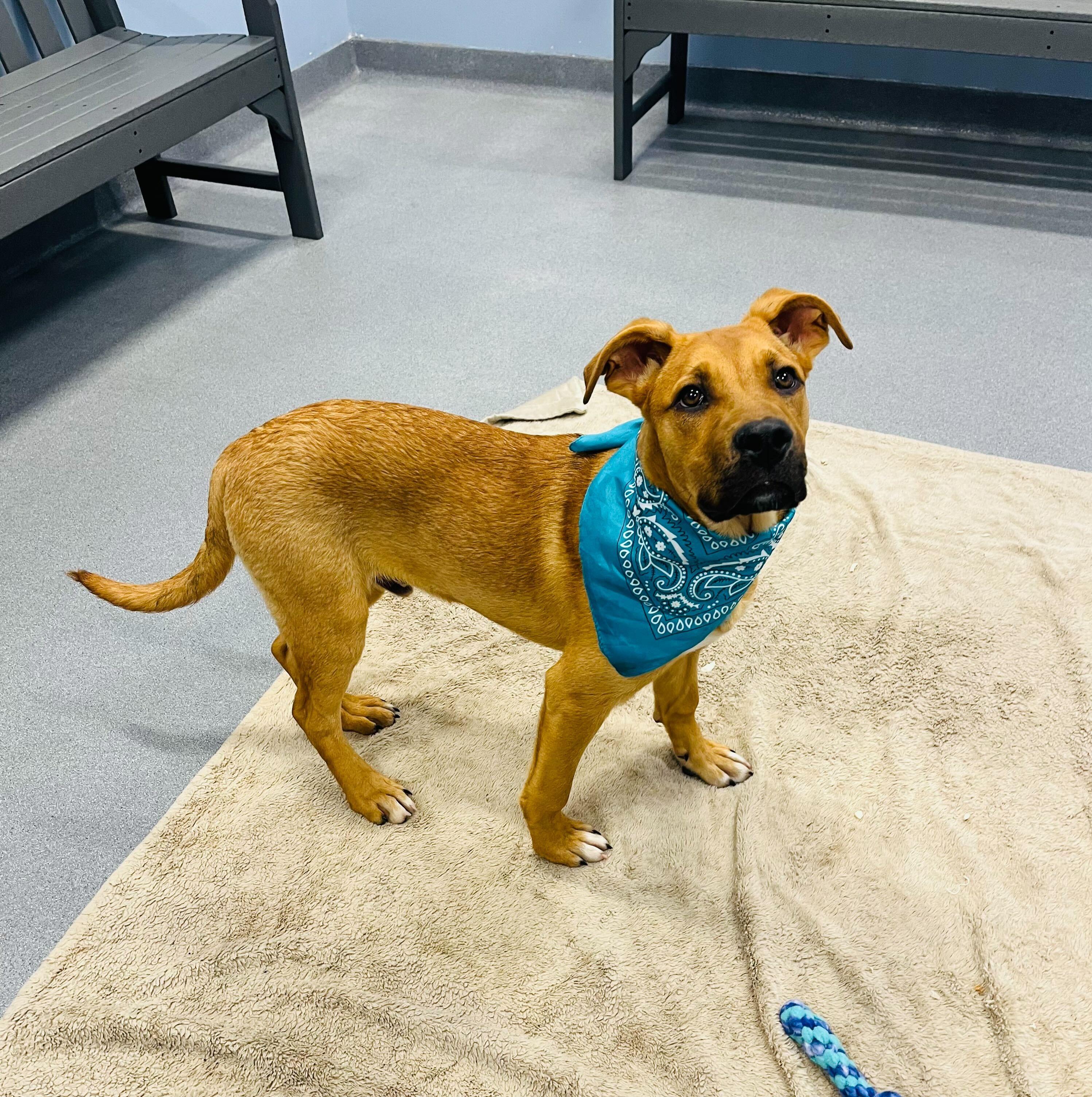 Enlarge Wakko, a Adoptable Mixed Breed in Canal Winchester, OH image 2/4