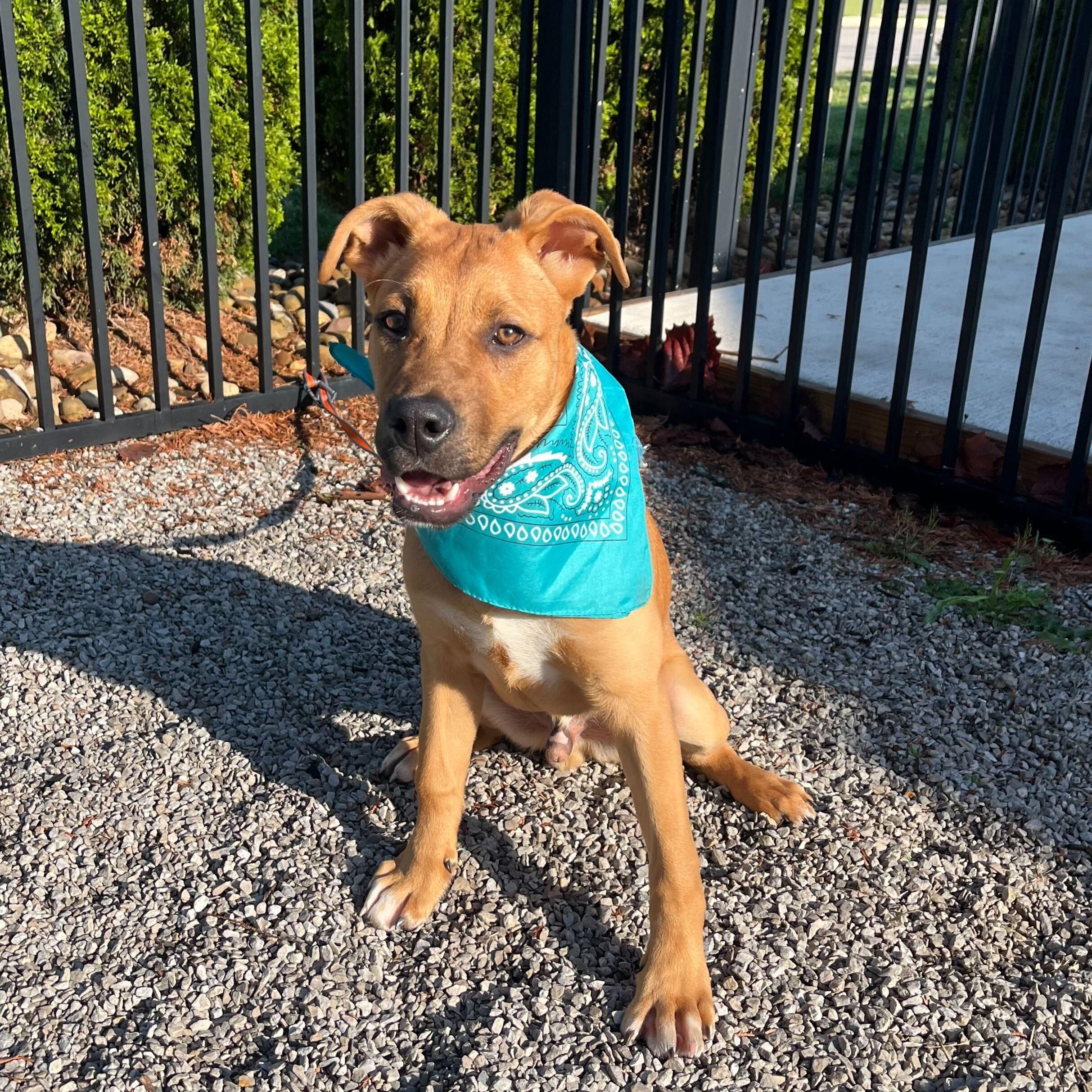 Wakko, Adoptable, Young Male Mixed Breed.
