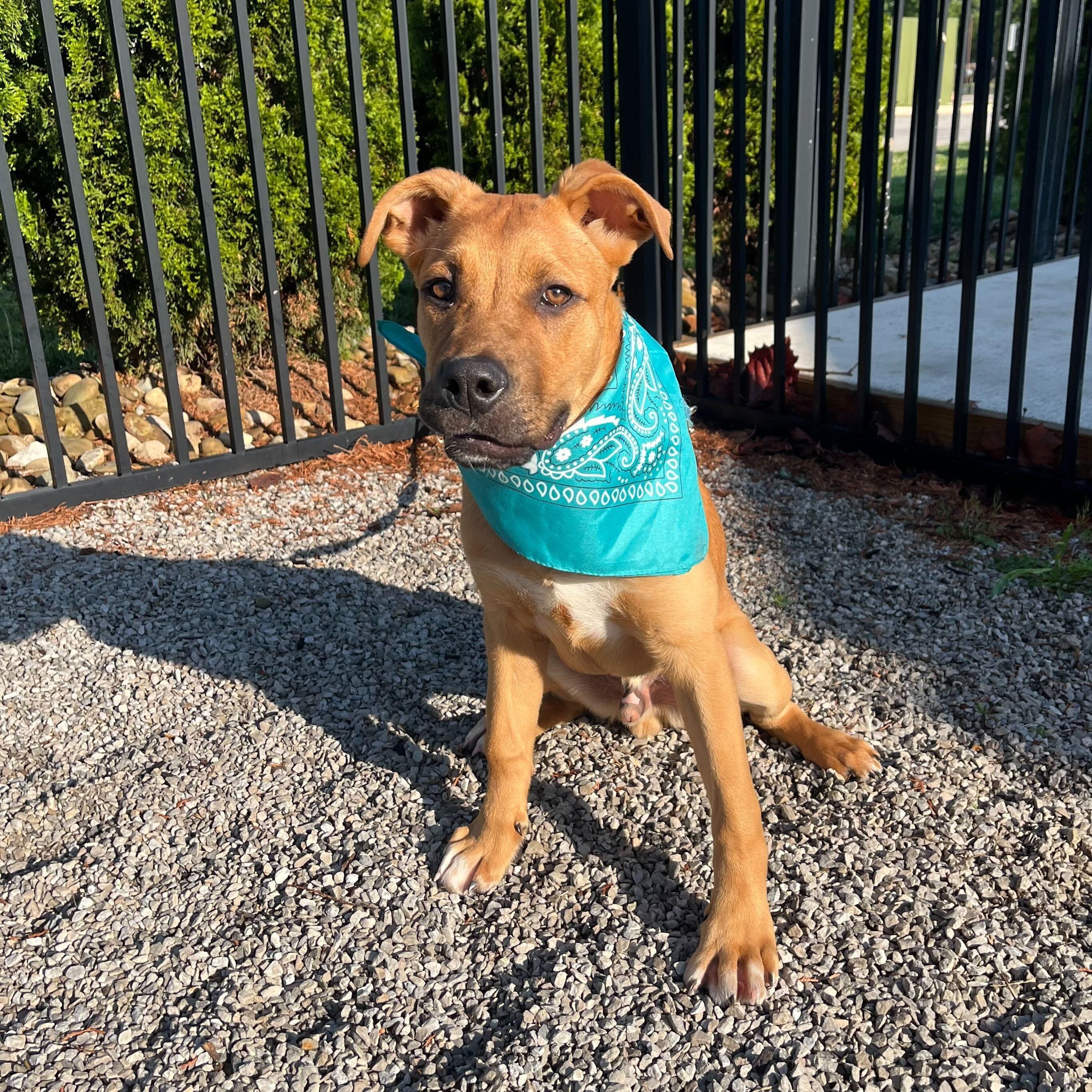 Enlarge Wakko, a Adoptable Mixed Breed in Canal Winchester, OH image 3/4