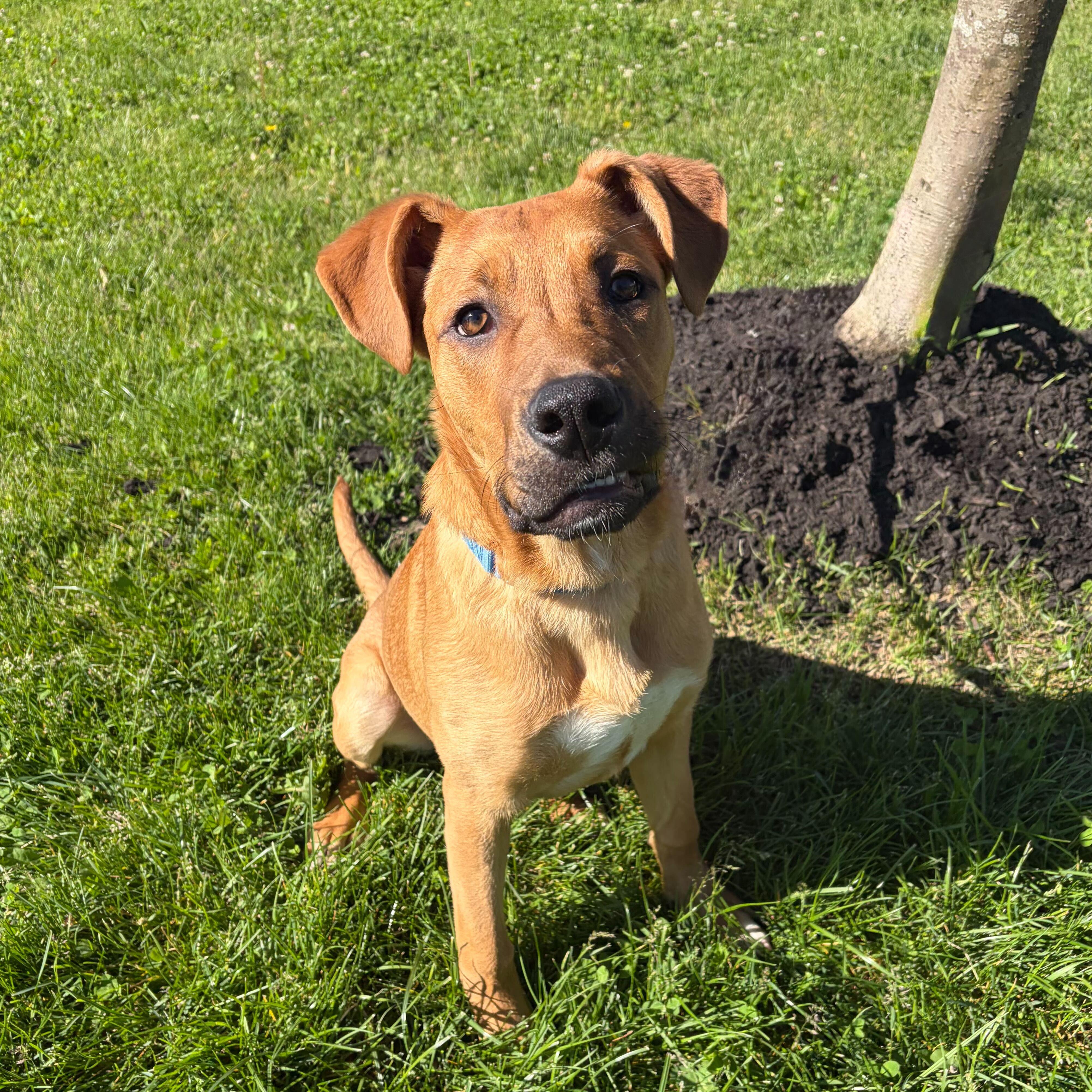 Wake Board, Adoptable, Young Male Mixed Breed.