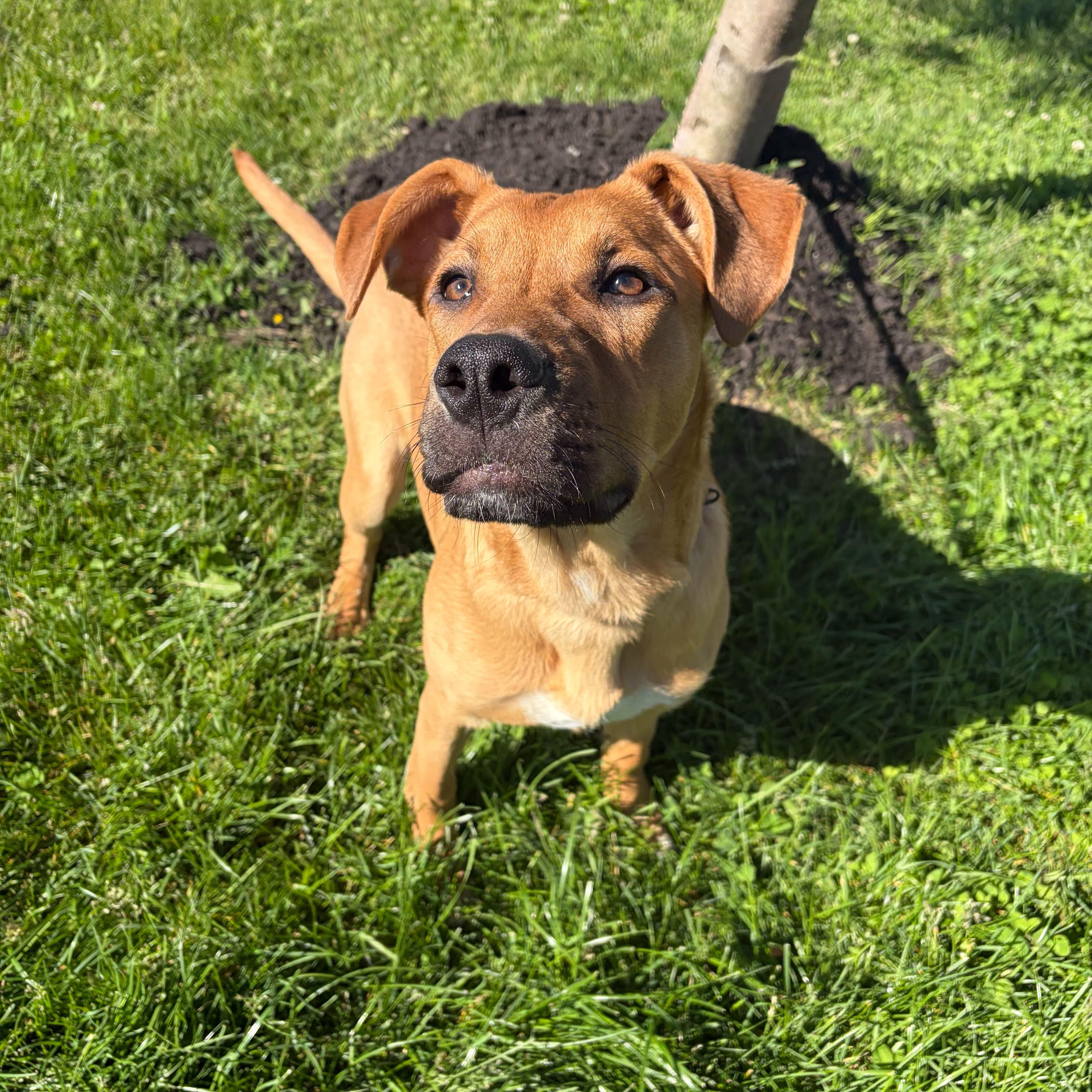 Enlarge Wake Board, a Adoptable Mixed Breed in Canal Winchester, OH image 6/6