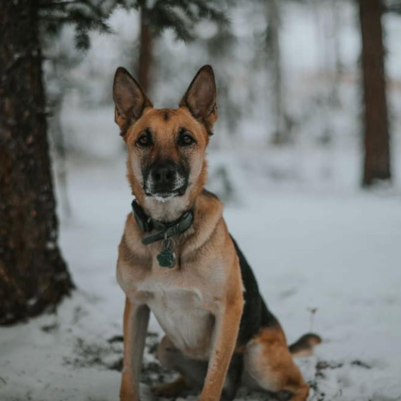 Gustaf, a Adoptable German Shepherd Dog in Lakewood, CO image 1/2