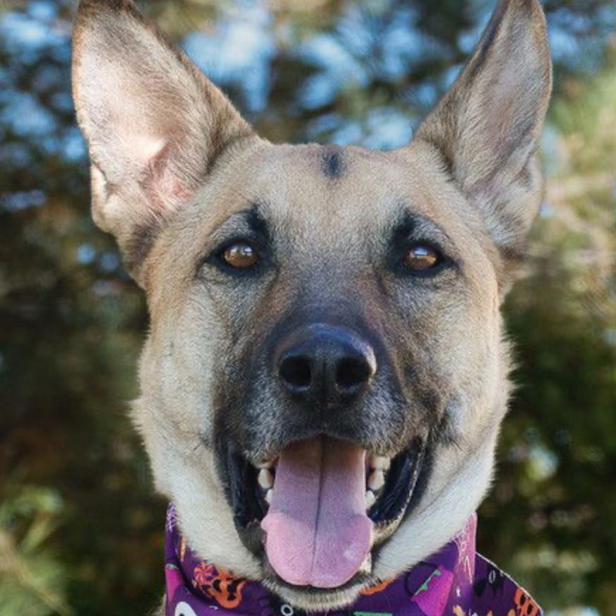 Gustaf, a Adoptable German Shepherd Dog in Lakewood, CO image 2/2