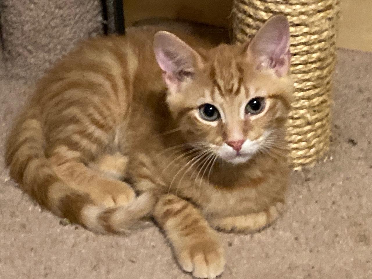 SAMPSON, ADOPTABLE, Kitten Male Domestic Short Hair.