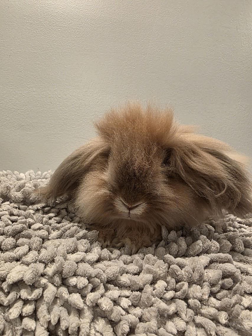 Gideon, ADOPTABLE, Young Male Lionhead & Mini Lop.