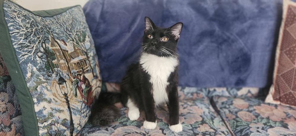 S'More, Adoptable, Young Male Domestic Long Hair.