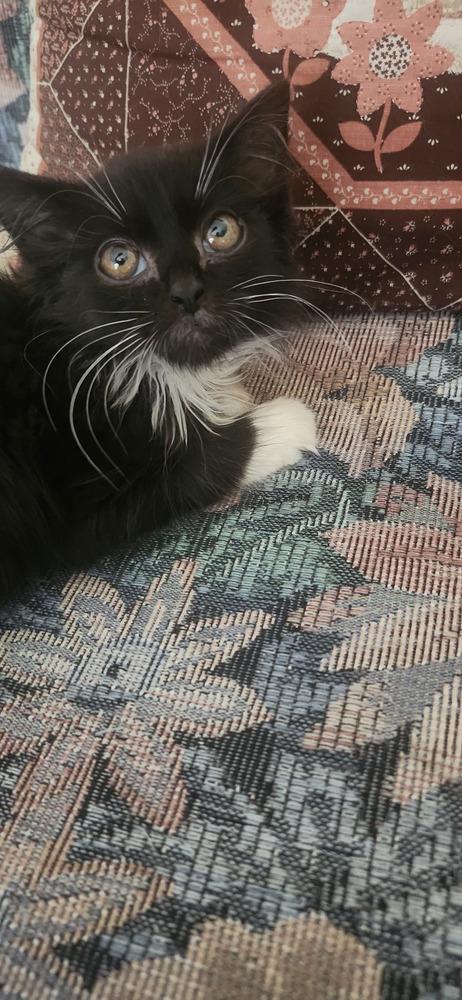 S'More, a Adoptable Domestic Long Hair in Henrico, VA image 2/6