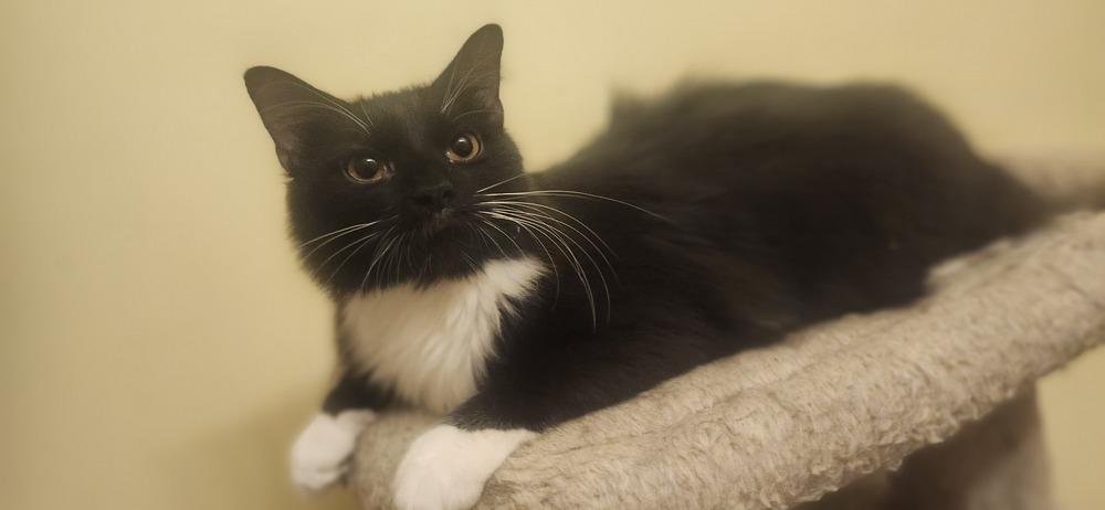 S'More, a Adoptable Domestic Long Hair in Henrico, VA image 3/6