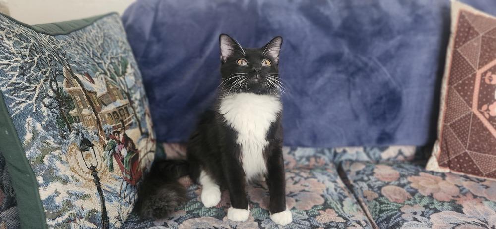 S'More, a Adoptable Domestic Long Hair in Henrico, VA image 4/6