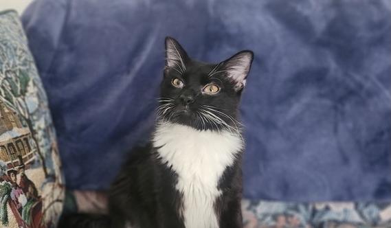 S'More, a Adoptable Domestic Long Hair in Henrico, VA image 5/6