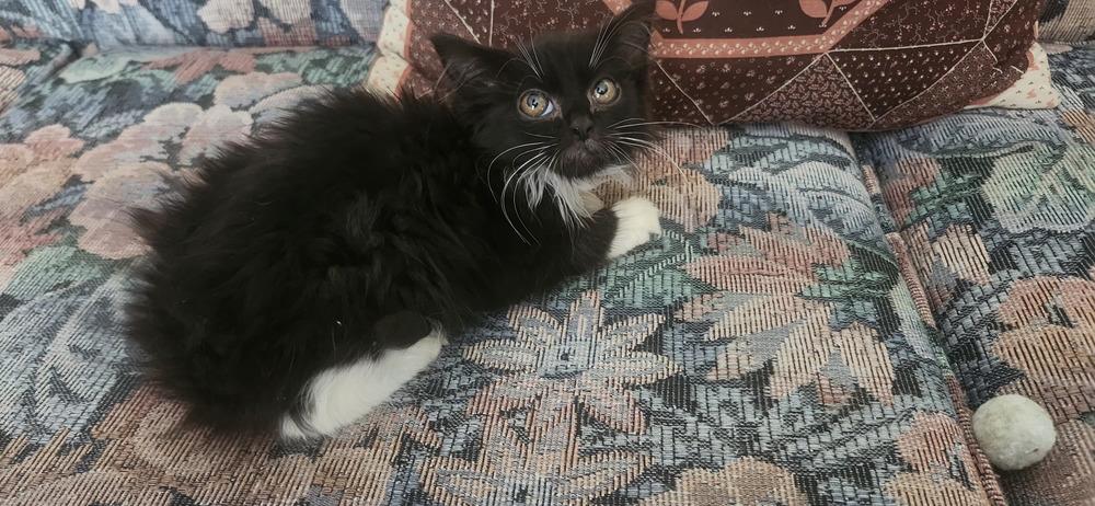 S'More, a Adoptable Domestic Long Hair in Henrico, VA image 6/6