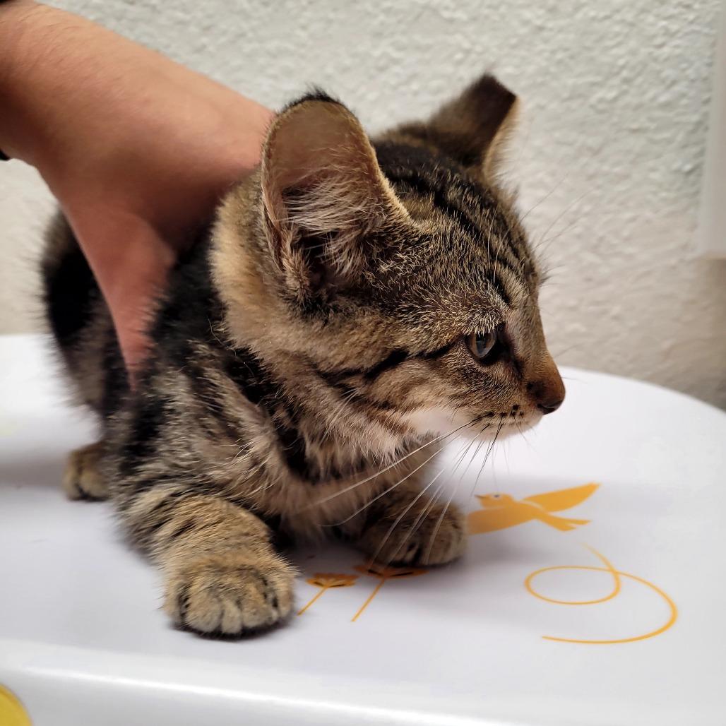 Star, Adoptable, Kitten Male Domestic Short Hair.