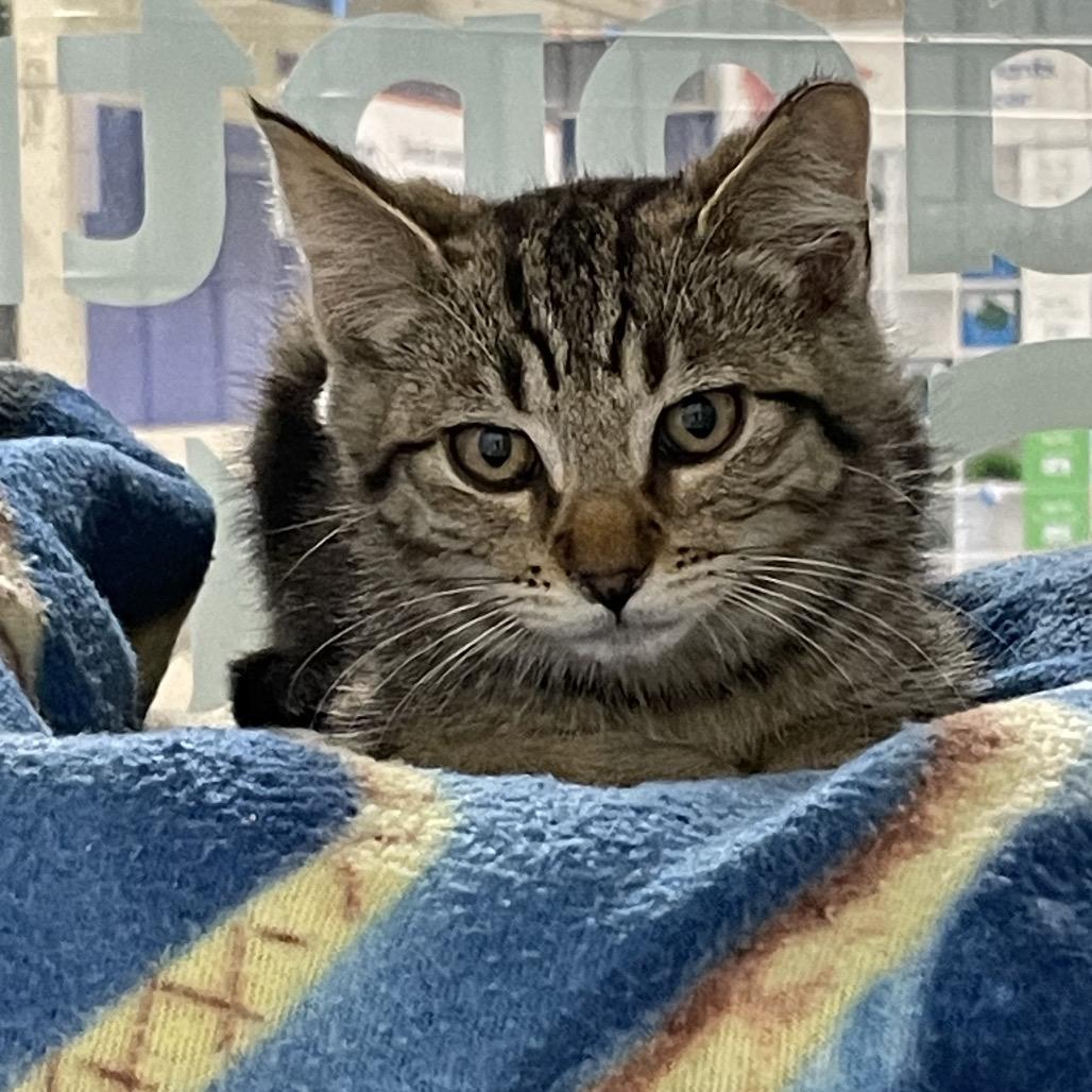 Enlarge Star, a Adoptable Domestic Short Hair in Allyn, WA image 2/6