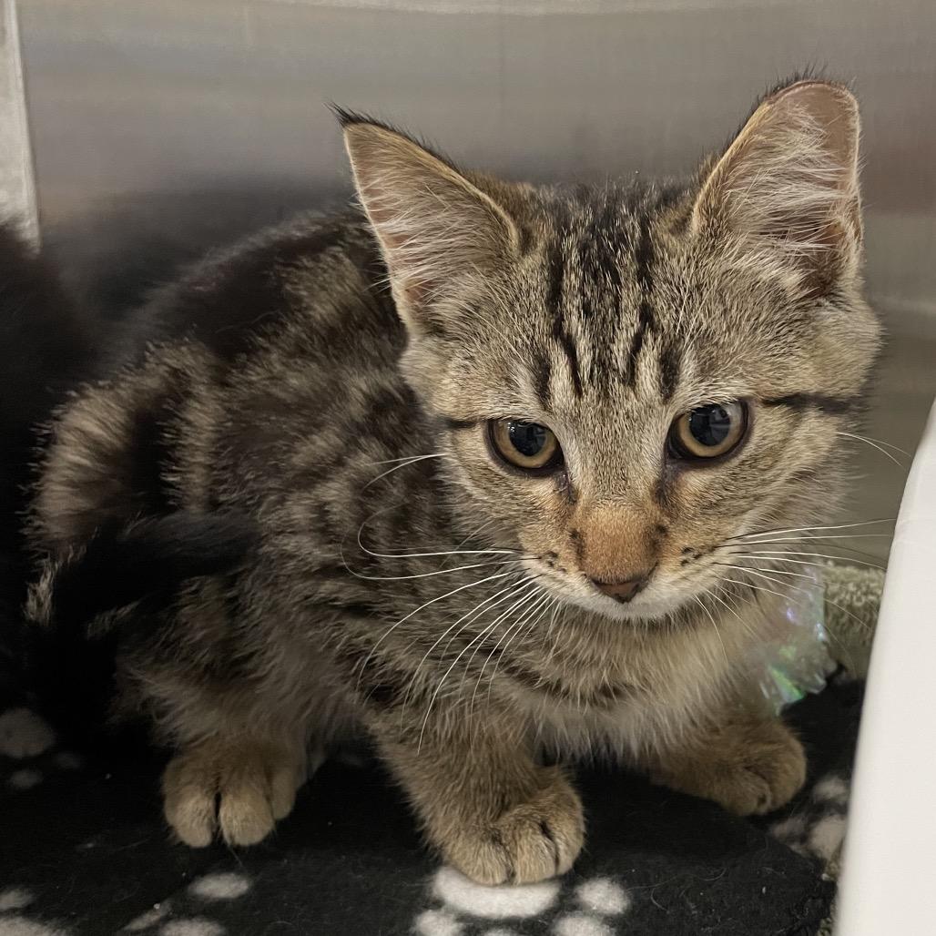 Enlarge Star, a Adoptable Domestic Short Hair in Allyn, WA image 3/6