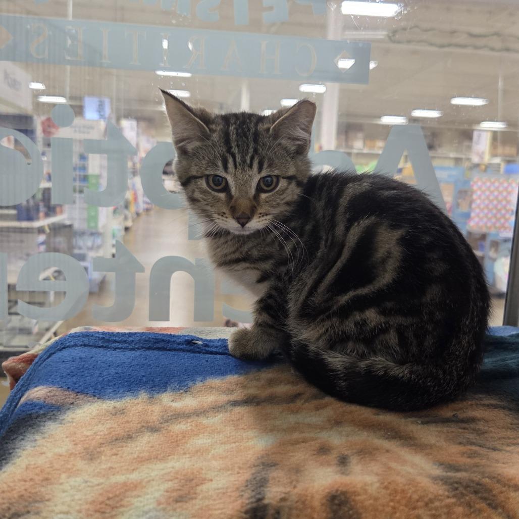 Enlarge Star, a Adoptable Domestic Short Hair in Allyn, WA image 4/6