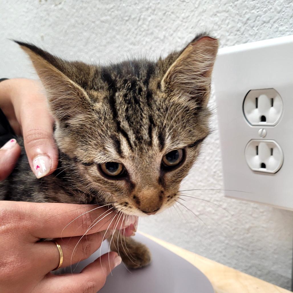 Enlarge Star, a Adoptable Domestic Short Hair in Allyn, WA image 5/6
