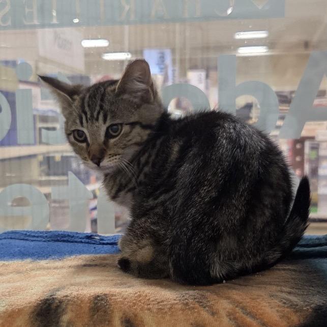 Enlarge Star, a Adoptable Domestic Short Hair in Allyn, WA image 6/6