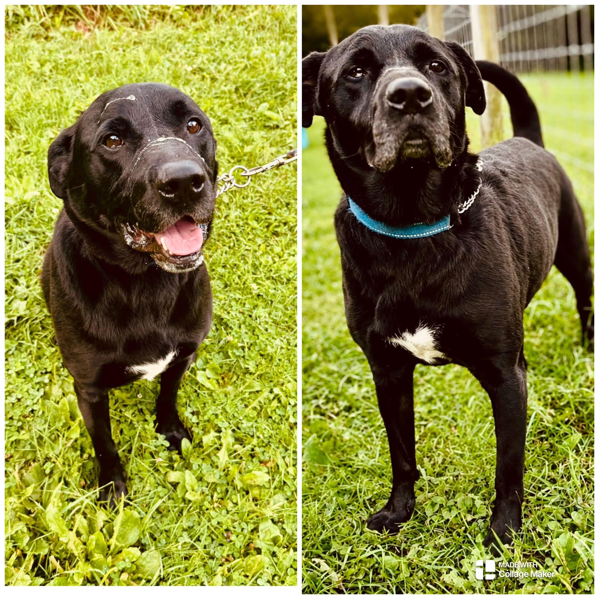 SHORTY, Adoptable, Adult Male Retriever.
