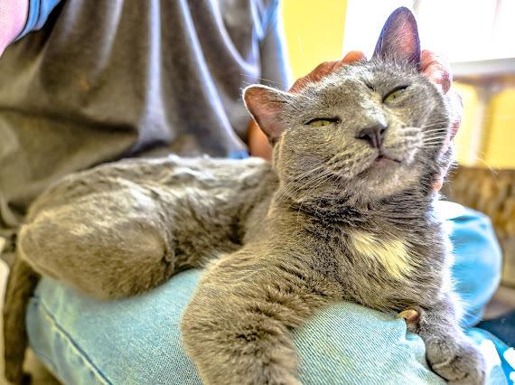 Enlarge Bertolli, a Adoptable Domestic Short Hair in Green Valley, AZ image 1/6