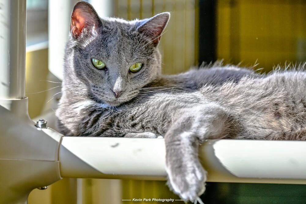 Enlarge Bertolli, a Adoptable Domestic Short Hair in Green Valley, AZ image 2/6