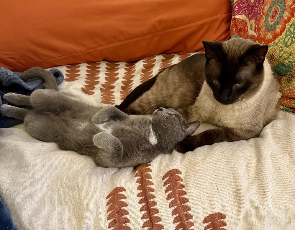 Enlarge Bertolli, a Adoptable Domestic Short Hair in Green Valley, AZ image 3/6