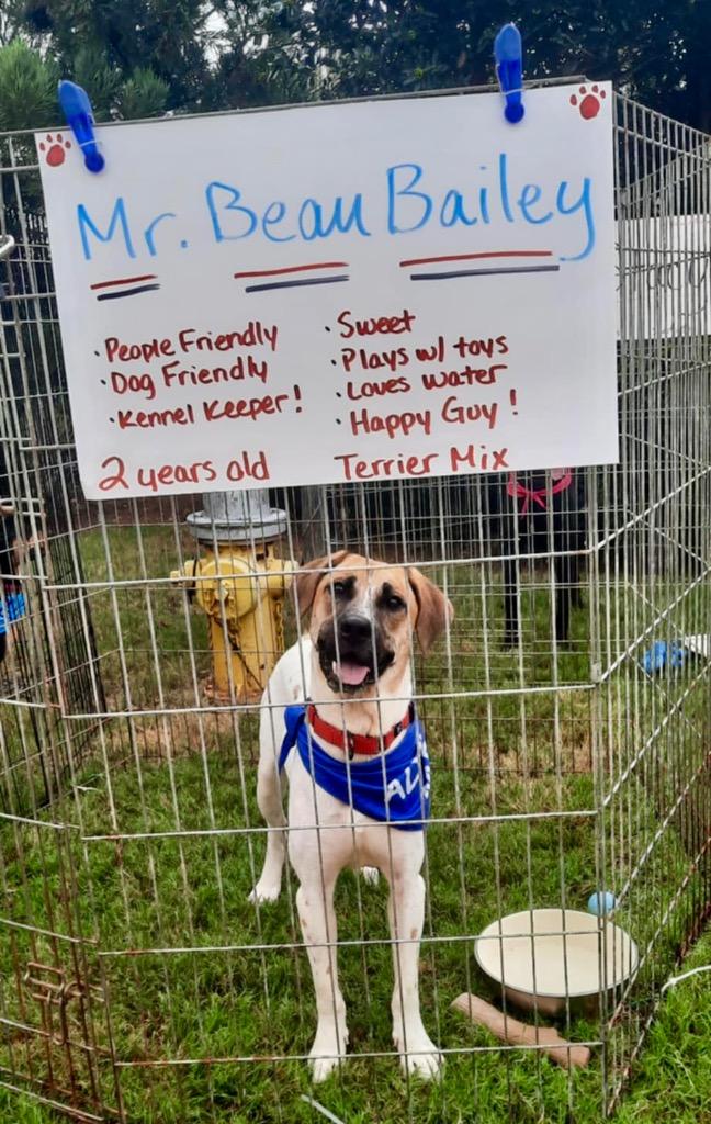 Beau Bailey, a Adoptable mixed breed in Forsyth, GA image 2/4