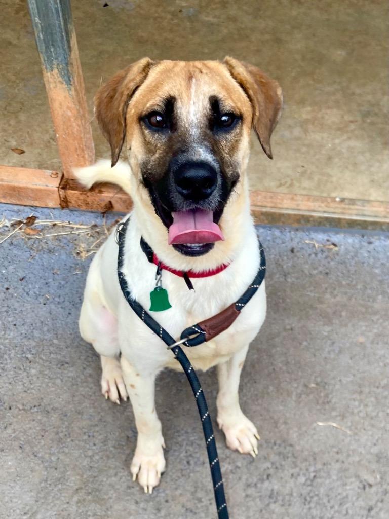 Beau Bailey, a Adoptable mixed breed in Forsyth, GA image 1/4