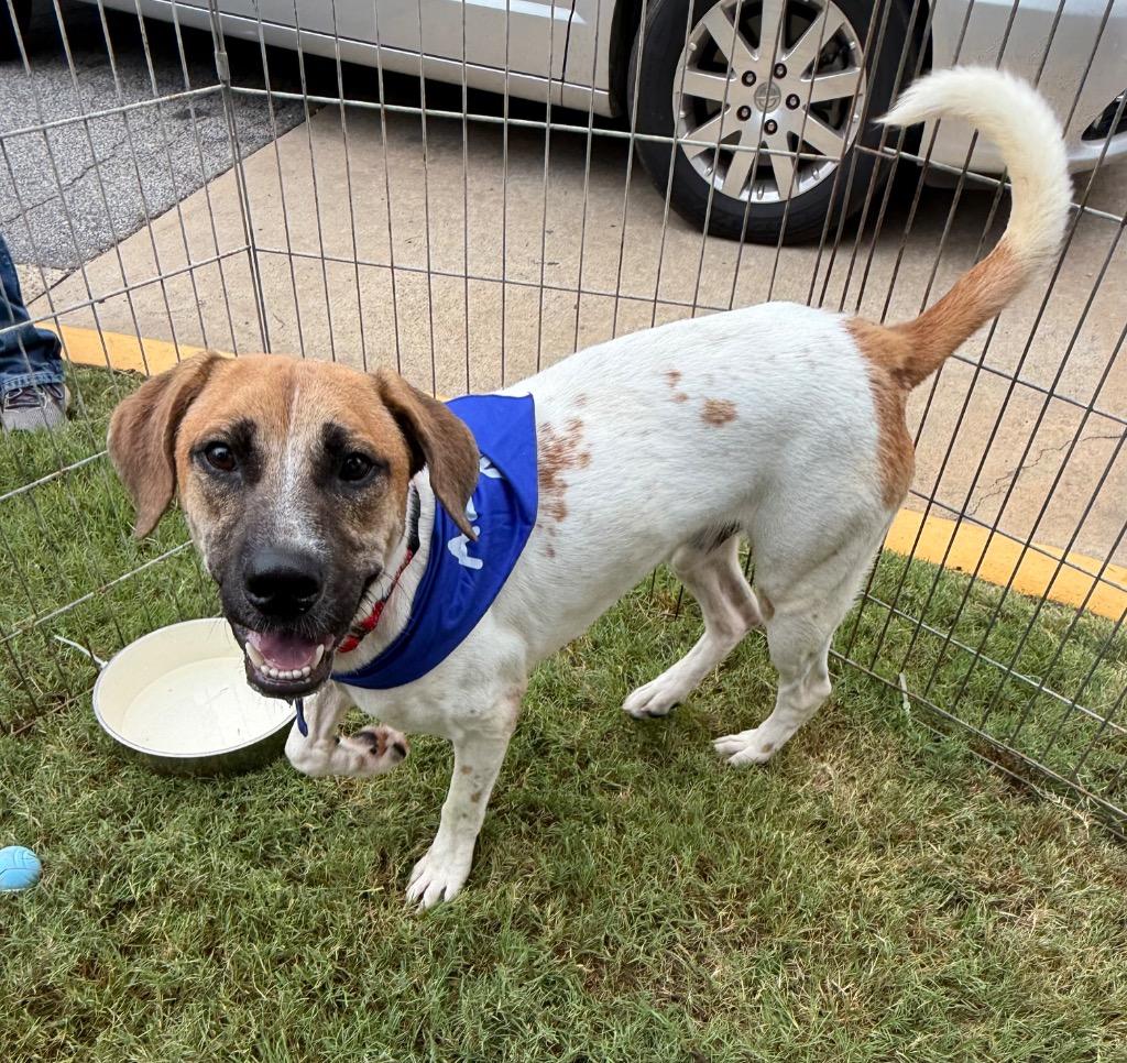 Beau Bailey, a Adoptable mixed breed in Forsyth, GA image 3/4