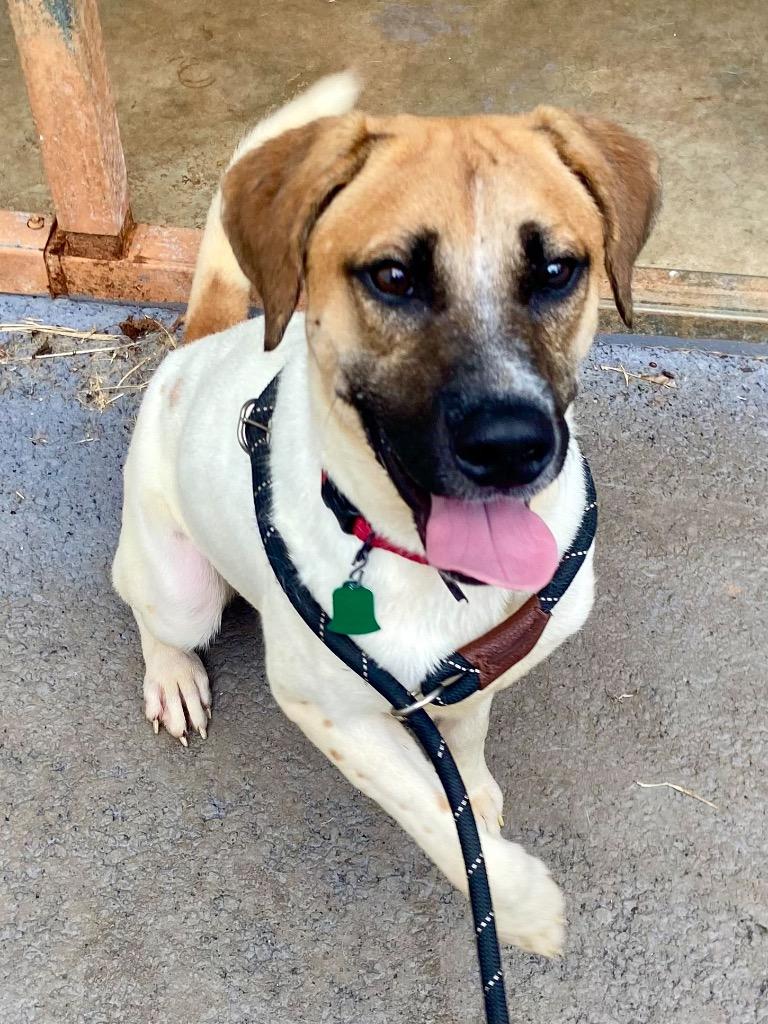 Beau Bailey, a Adoptable mixed breed in Forsyth, GA image 4/4