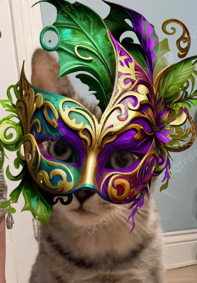 Ruby , adopted, Young Female Domestic Short Hair & Torbie.